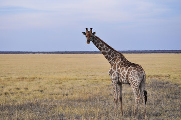 Wild giraffe in Etosha National Park in Namibia
