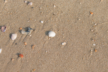 Breaking the shells on the beach is a natural beauty.
