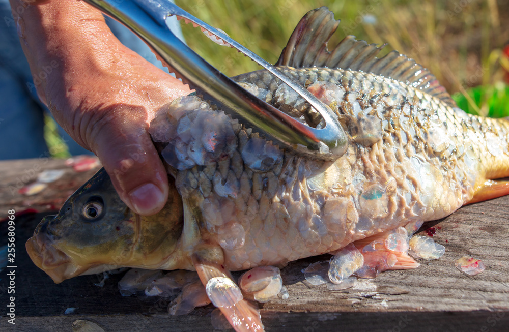 Sticker A man cuts a knife fish in nature