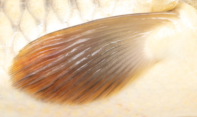 Carp fish fin as background © schankz