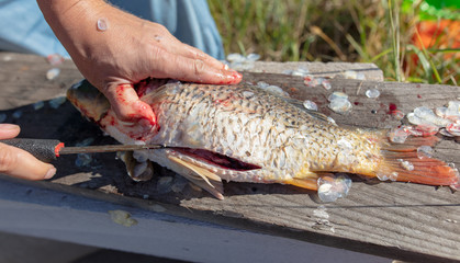 A man cuts a knife fish in nature