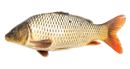 Fish carp isolated on white background