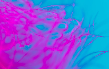 Pink feather isolated on blue background