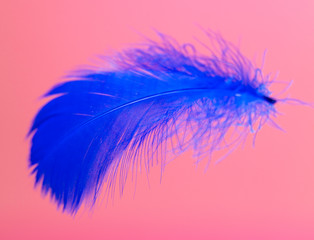 Blue feather isolated on pink background