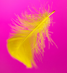 Yellow feather isolated on pink background