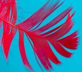 Red feather isolated on blue background