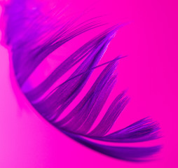 Fototapeta na wymiar Blue feather isolated on pink background