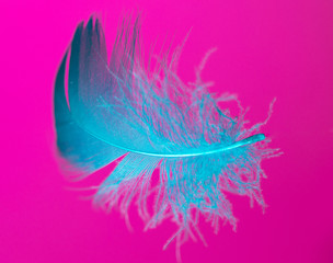 Blue feather isolated on pink background