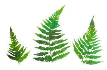 Fern illustration. Soft hand-painted on a white background.