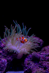 イソギンチャクとクマノミの取り合わせが美しい、共生ならでの彩