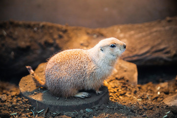 プレーリードッグ、動物
