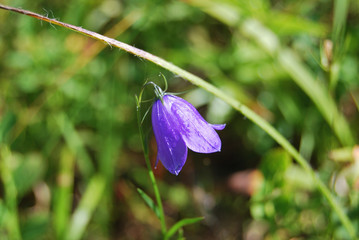 The vegetation in Berkovski Balkan