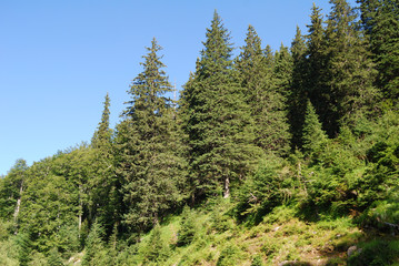 Fototapeta na wymiar The vegetation in Berkovski Balkan