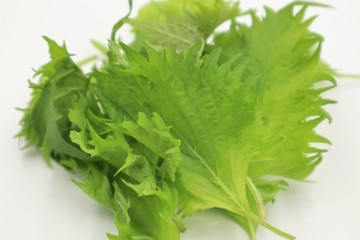 素人がプランターで栽培した青じそ