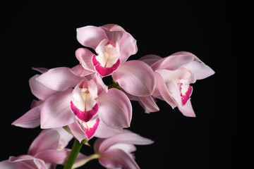 beautiful tropical pink orchid on a black background, blank