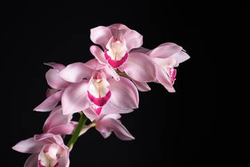 Naklejka na ściany i meble beautiful tropical pink orchid on a black background, blank