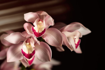 beautiful tropical pink orchid on a black background, blank