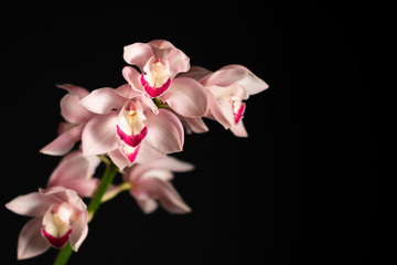 beautiful tropical pink orchid on a black background, blank