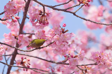 メジロと河津桜