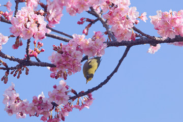 メジロと河津桜