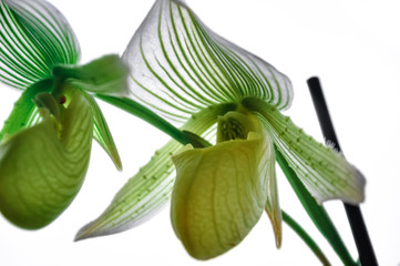 Closeup nature of Paphiopedilum collosum, Yellow and green orchid called Lady's slipper orchid in the garden under sunlight , using as a background or wallpaper
