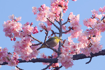 メジロと河津桜