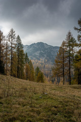 A view of the mountain through the forests of the Styrian Alps. Autumn alps with yellow needles on larches.