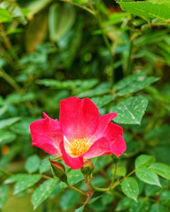 wild red rose flower closeup on natural green background