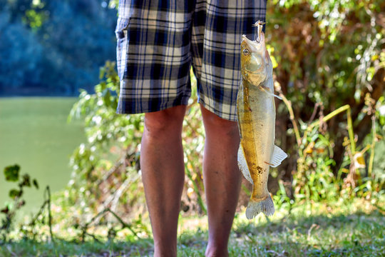 Close-up Of Man Holding Fresh Caught Walleye (pike-perch) Fish On A Hook