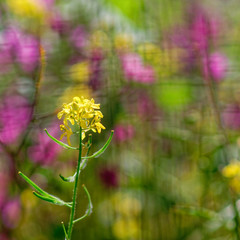 vibrant yellow wild lily flower on colorful blured meadow background