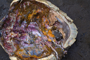 Close up view of butchered sea turtle