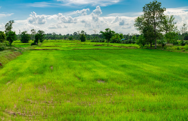 Wide view of Beautiful green rice fields and trees of other species in the rural of Thailand.