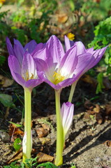 The flowers of Colchicum blooms in the autumn garden