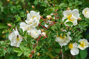 Blooming white rose hip in the garden