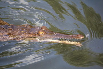 Australian crocodile head close-up