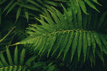 Fototapeta na wymiar Beautiful, green leaves of ferns. flower green foliage. dark background of ferns. Earth Day