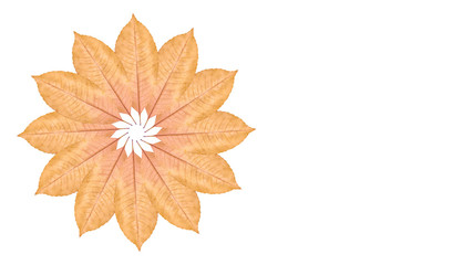 Close up of yellow autumn leaf background, flower composition