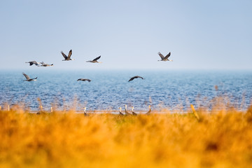 hooded crane