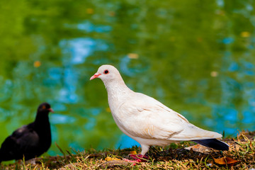beautiful white pigeon near the river look at camera