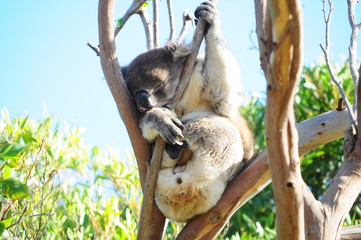 Koala in tree