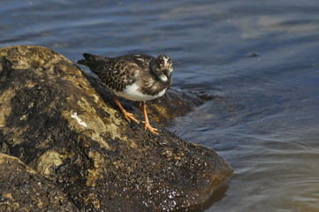 Ruddy Turnstone, running along the sea shore bird