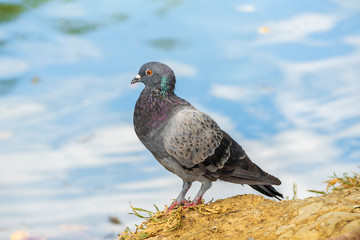 beautiful pigeon near the river look at camera