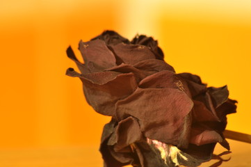 Dried rose flower. Valentine's Day. Love and trust.