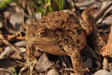 Toad. Amphibian during the spring awakening and mating