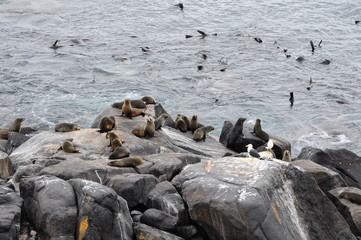 Seals on rocks 