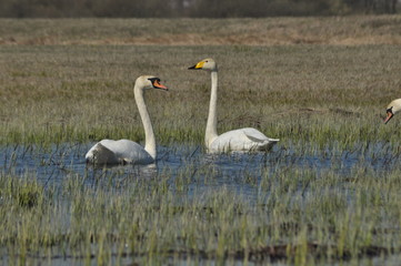 Mute Swan. Large white water bird. Floating on the lake