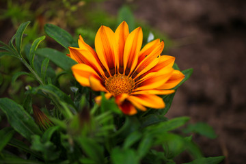Art Photo Flower in garden at sunny summer or spring day. Flower for postcard beauty decoration and agriculture concept design. Colorful flowers. Natural blurred background.