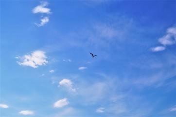 Птица в небе