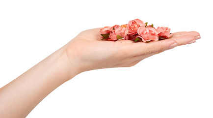 Hand with blooming pink flowers, decorative plant, romantic mood.