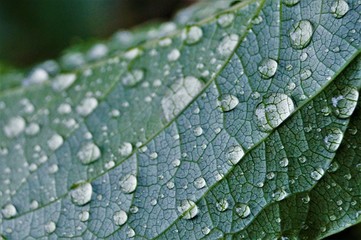 Капли на листе